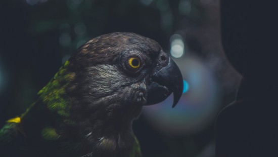 Image green and black bird in close up photography