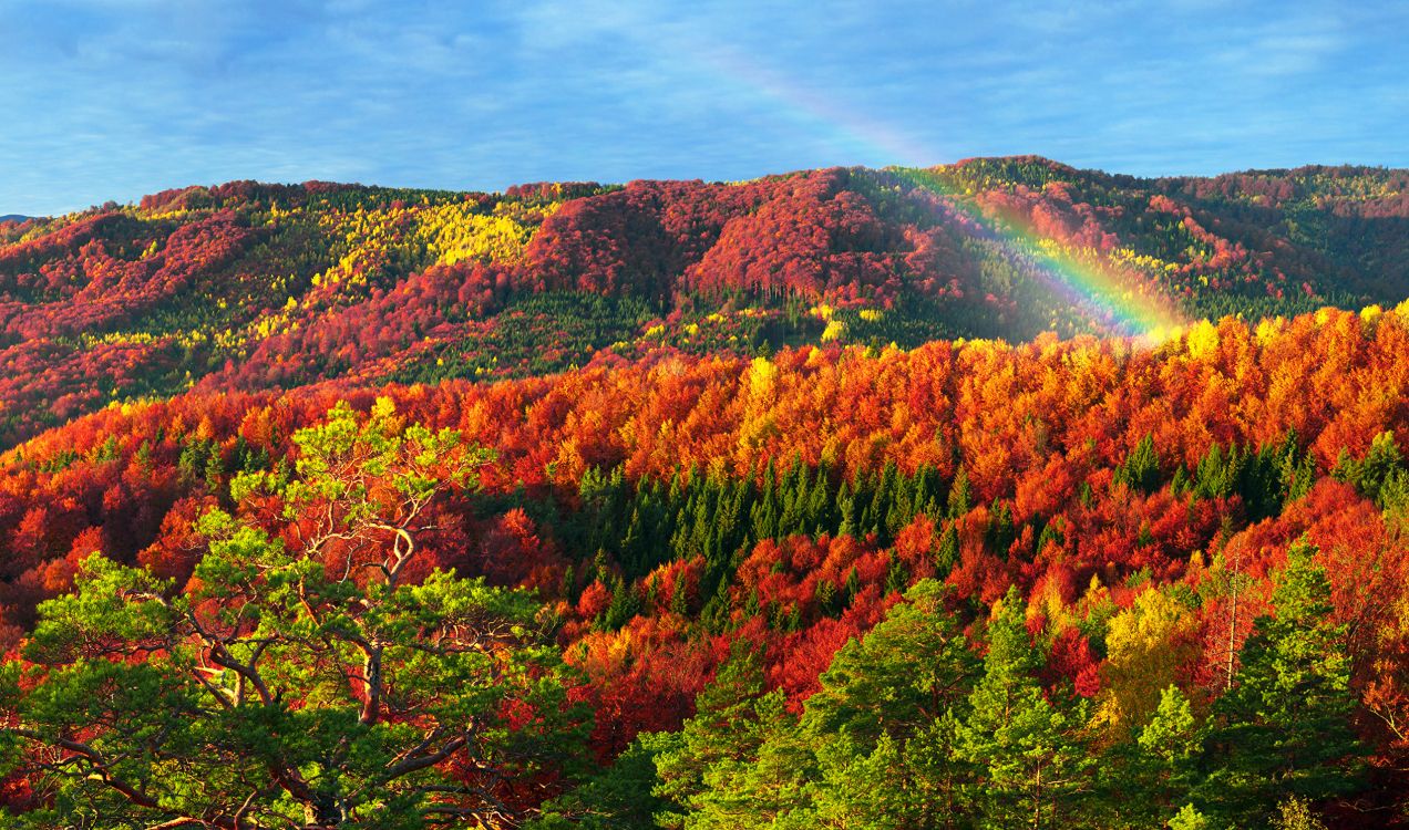 green and orange trees under blue sky during daytime