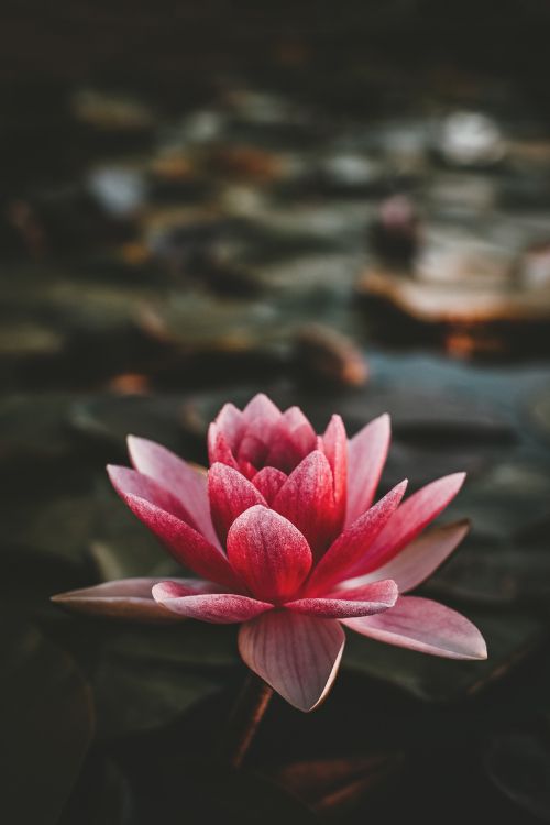 Fleur de Lotus Rose en Fleur. Wallpaper in 3264x4896 Resolution