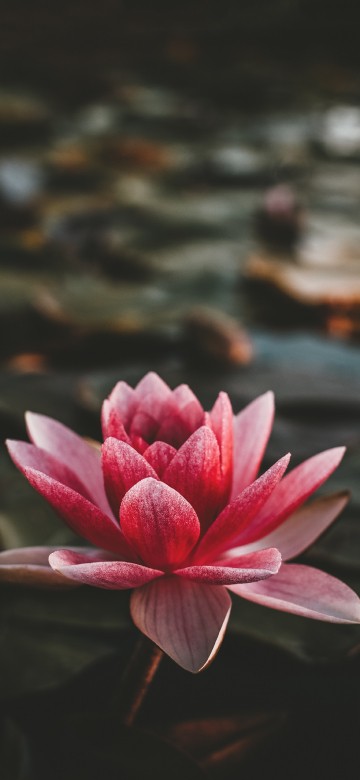 莲花壁纸iphone Xs Max 莲花高清图片 1242x26 免费下载图片 莲花壁纸iphone Xs Max 莲花高清图片 1242x26 免费下载图片