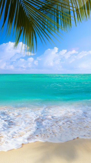 Image green palm tree on beach shore during daytime