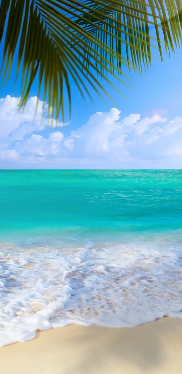 Image green palm tree on beach shore during daytime