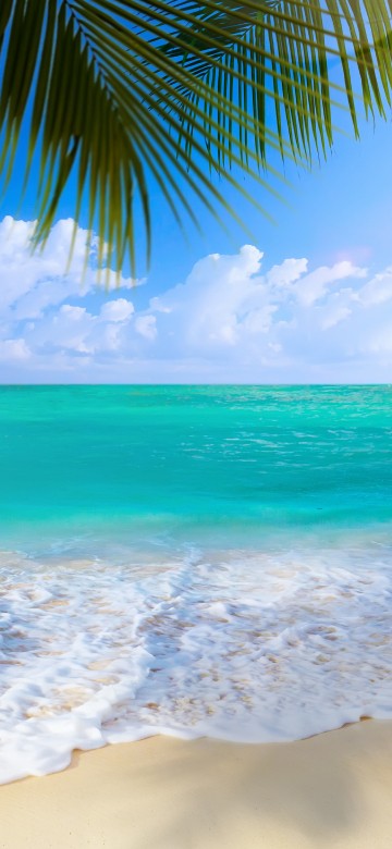 Image green palm tree on beach shore during daytime