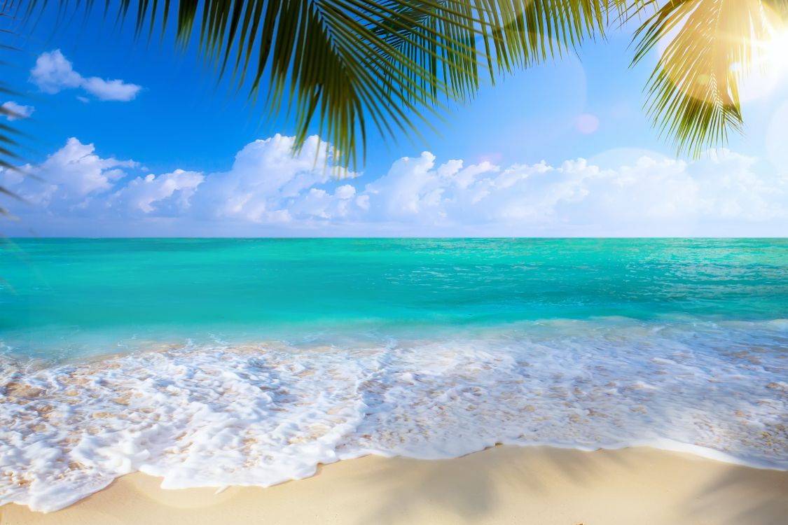 green palm tree on beach shore during daytime