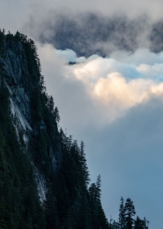 wilderness, mount scenery, fog, cumulus, tree