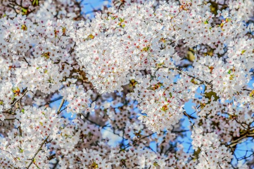 Image blossom, cherry blossom, flower, Almond Blossoms, Plants