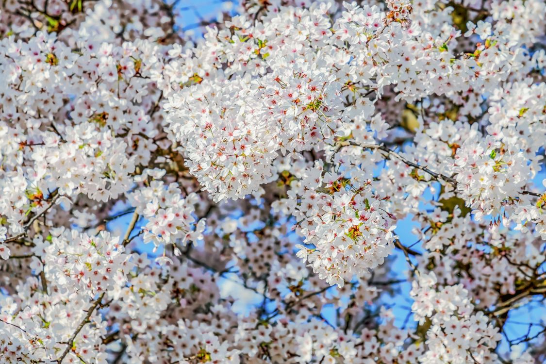 blossom, cherry blossom, flower, Almond Blossoms, Plants