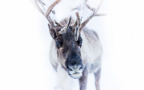 Image gray and white deer with white background