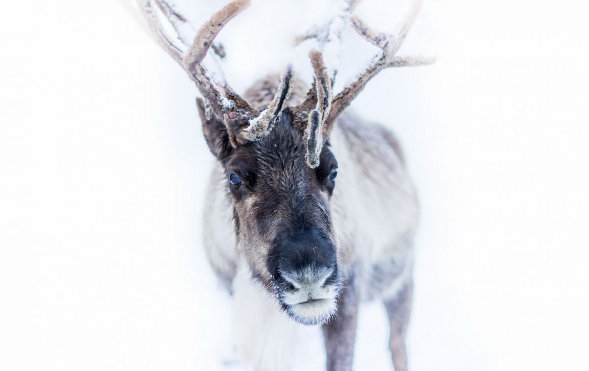 gray and white deer with white background