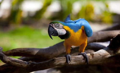 Image blue and yellow macaw perched on brown tree branch