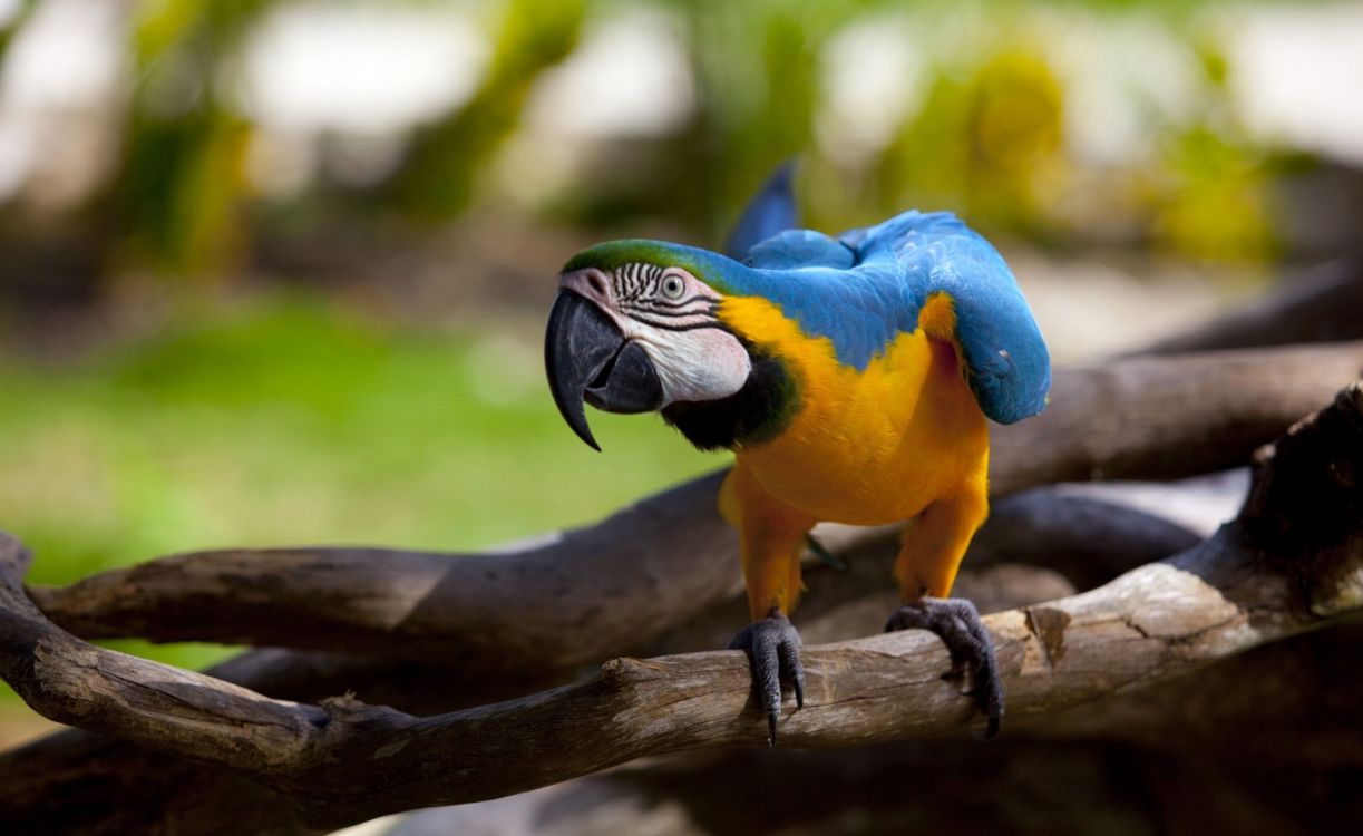 blue and yellow macaw perched on brown tree branch