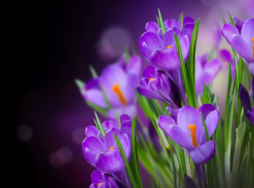 Image purple crocus flowers in bloom