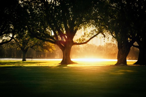 Image green tree on green grass field during daytime