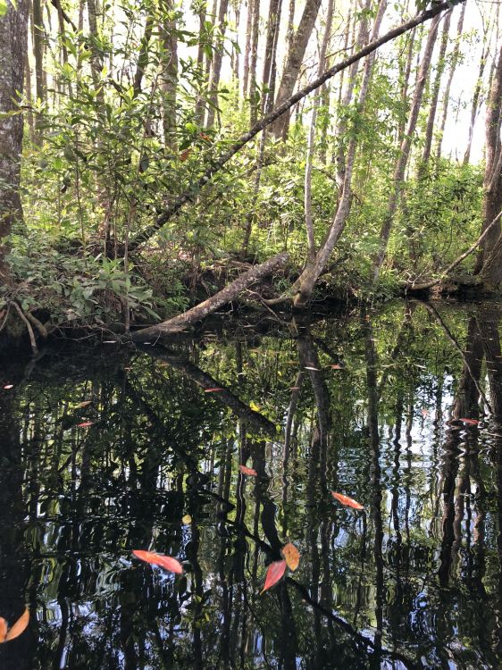 Agua, Cuerpo de Agua, Naturaleza, de Hoja Caduca, la Vegetación. Wallpaper in 1536x2048 Resolution