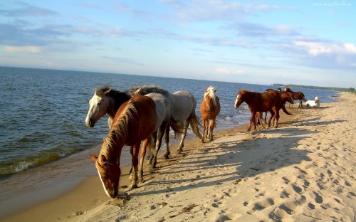 Image white and brown horses on brown sand during daytime