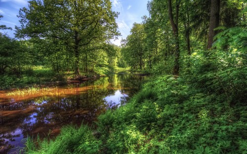 Image green trees beside river under blue sky during daytime