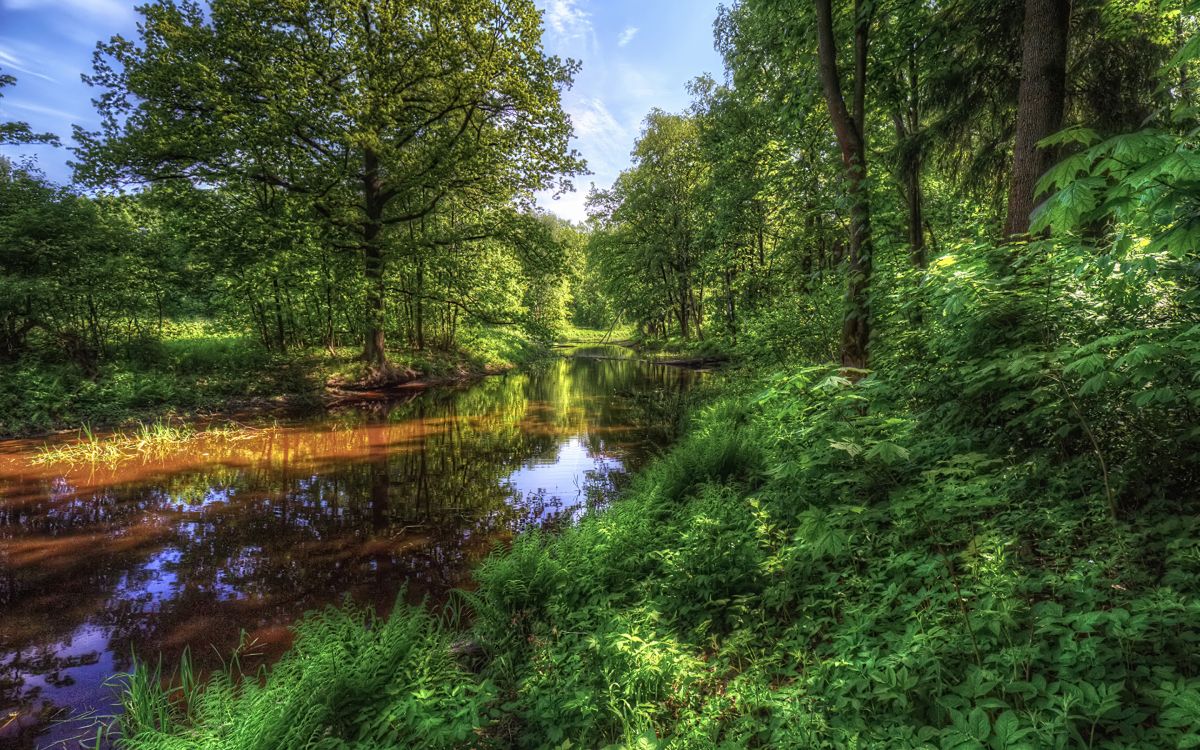 green trees beside river under blue sky during daytime