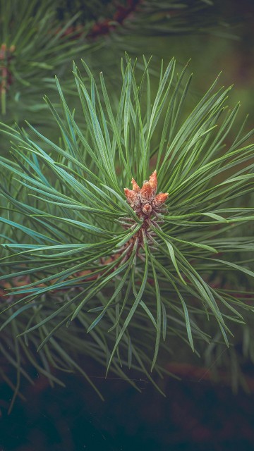 Image green pine tree in close up photography
