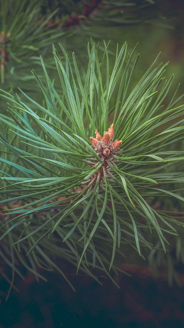 Image green pine tree in close up photography