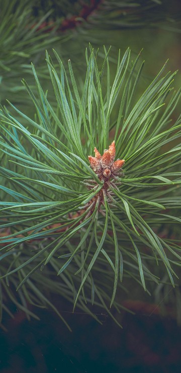 Image green pine tree in close up photography
