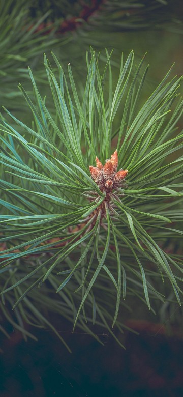 Image green pine tree in close up photography