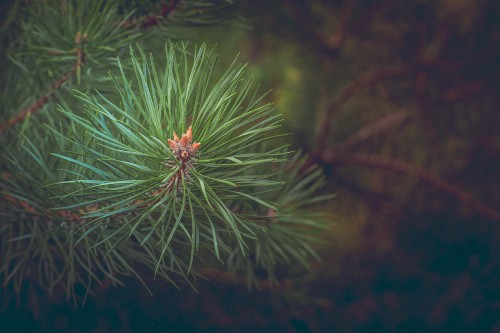 Image green pine tree in close up photography