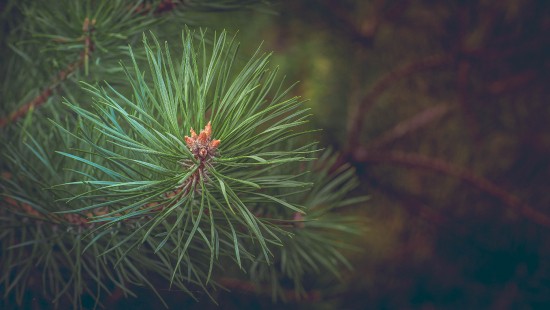 Image green pine tree in close up photography