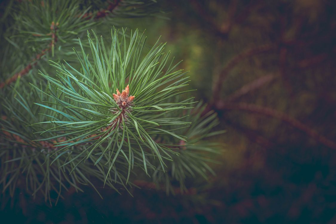 green pine tree in close up photography