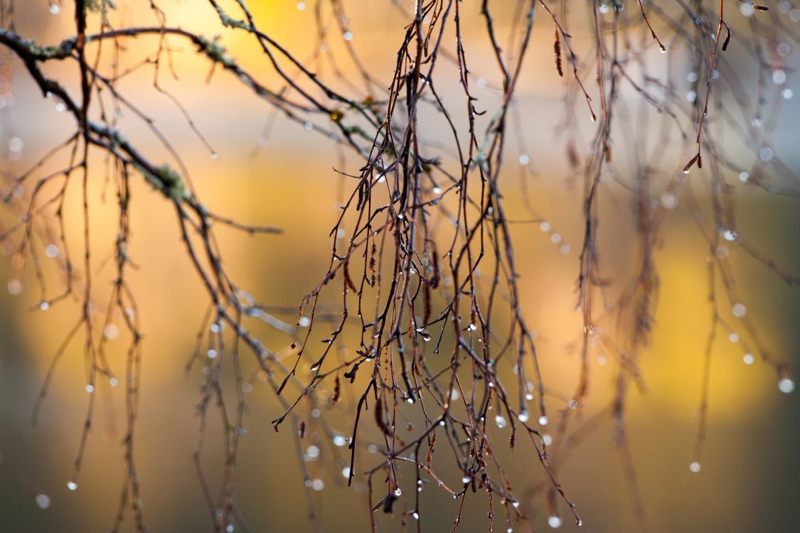 Wassertropfen Auf Braunem Pflanzenstamm. Wallpaper in 2048x1365 Resolution