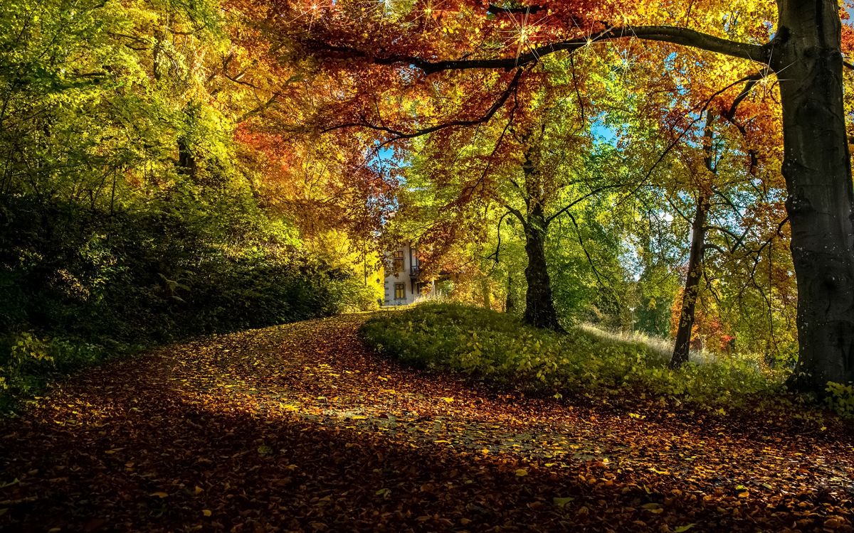 Arbres Bruns et Jaunes Pendant la Journée. Wallpaper in 2880x1800 Resolution