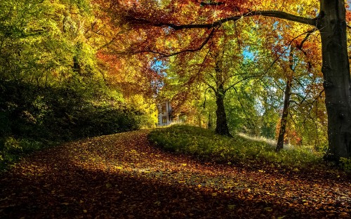 Image brown and yellow trees during daytime