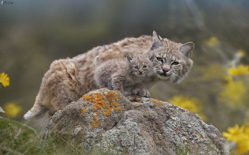 Image brown and gray cat on gray rock