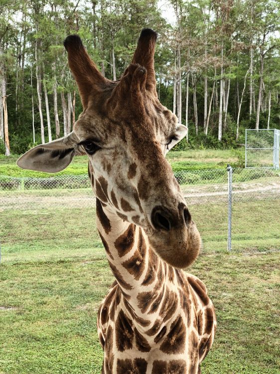 Girafe, Pour Les Animaux Terrestres, Sciences, Biologie, Nature. Wallpaper in 3024x4032 Resolution