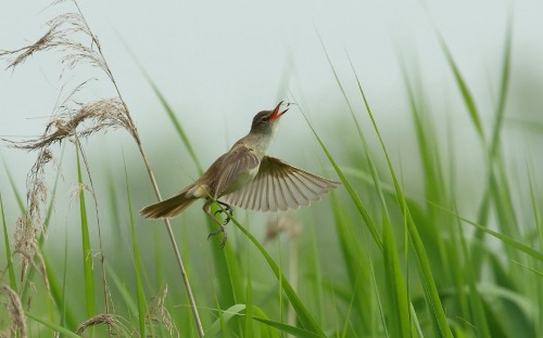 Image brown and black bird on green plant