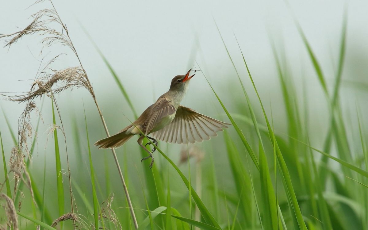 brown and black bird on green plant