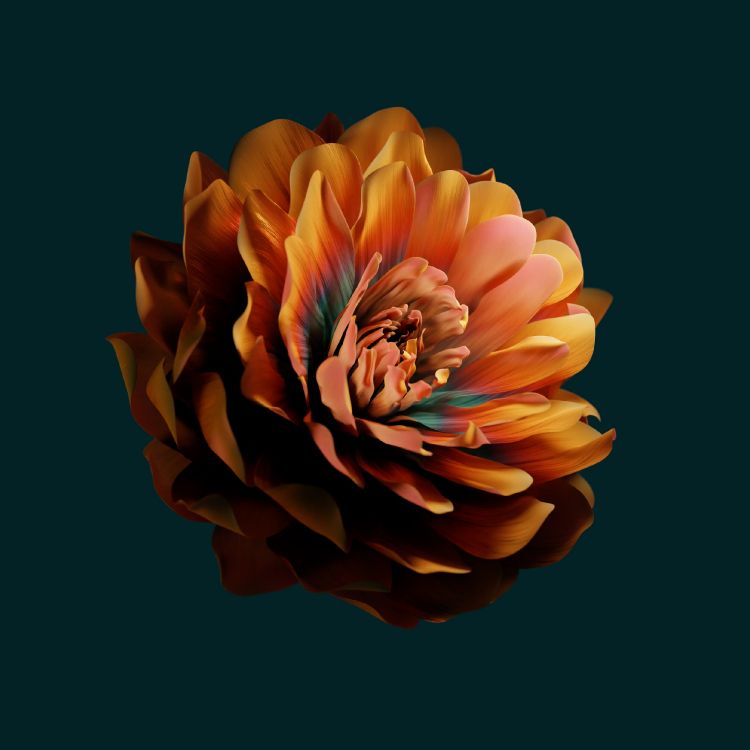 Huawei, Huawei Emui, Xiaomi, Pétalo, Amarillo. Wallpaper in 2496x2496 Resolution