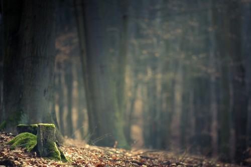 Image green moss on brown tree trunk