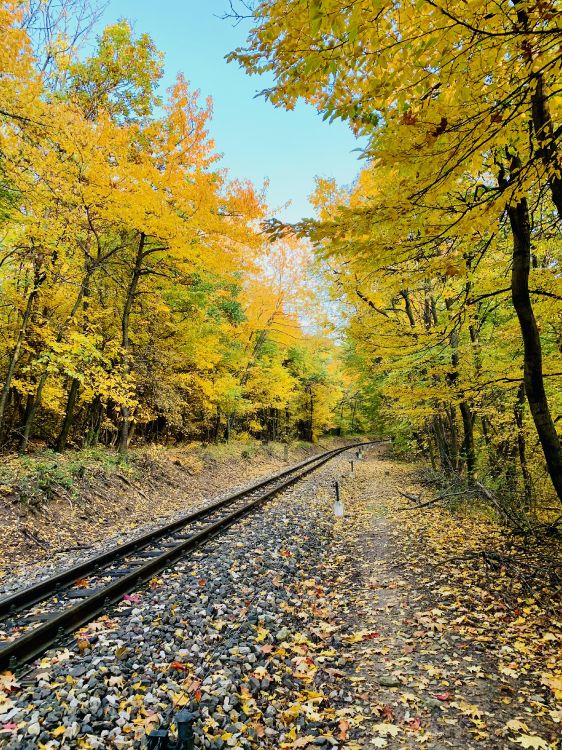 Pista, La Gente en la Naturaleza, Paisaje Natural, Madera, Amarillo. Wallpaper in 3024x4032 Resolution