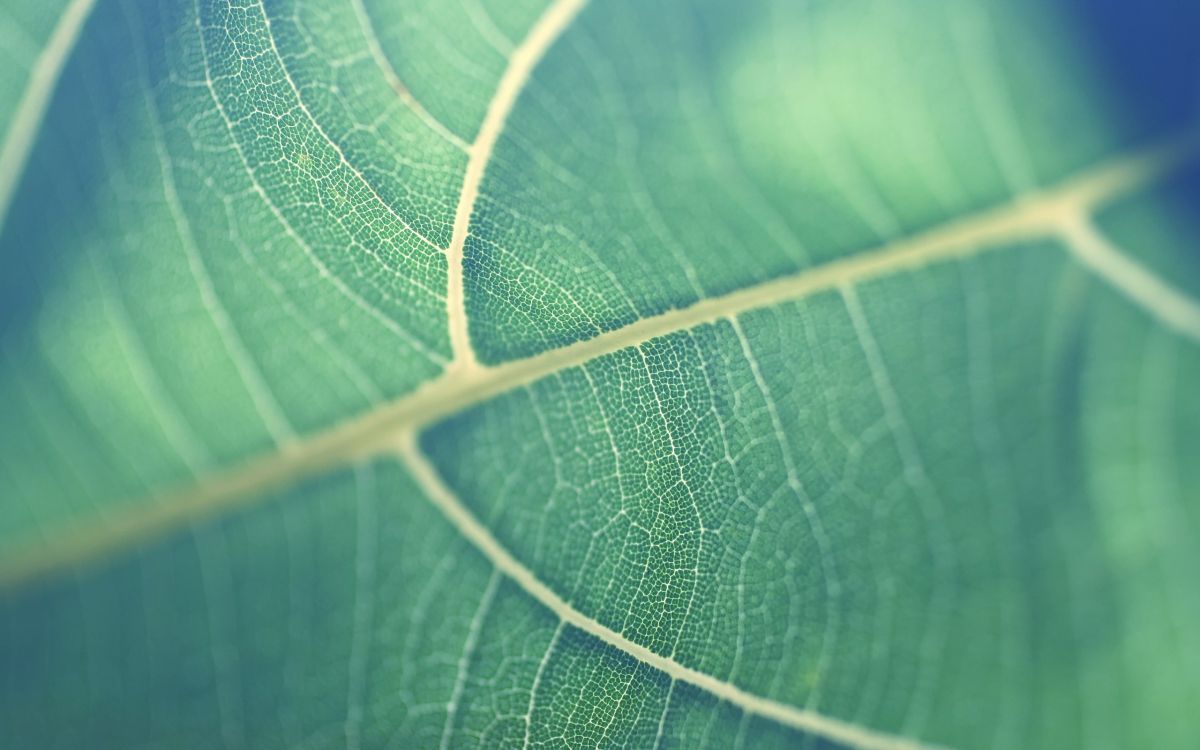 green leaf in macro lens