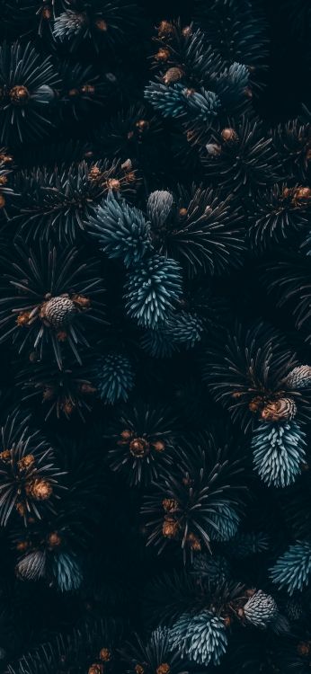 陆地上的植物, 植被, 午夜, 对称, 电蓝色的 壁纸 1797x3889 允许