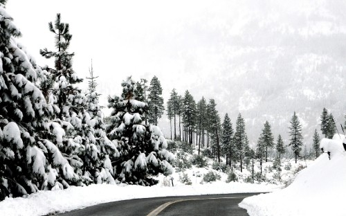 Image gray asphalt road between trees covered with snow