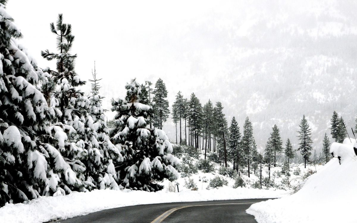 gray asphalt road between trees covered with snow