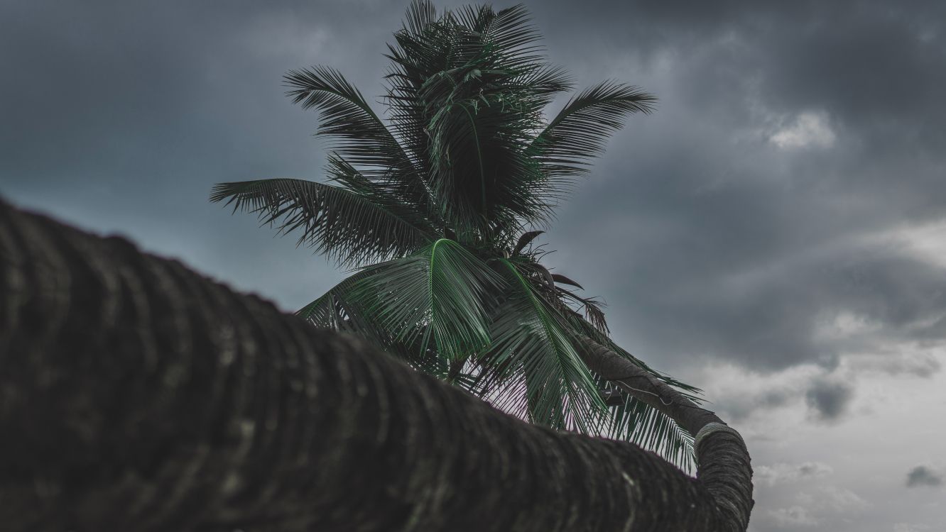 Palme, Baum, Cloud, Woody Pflanze, Tropics. Wallpaper in 6000x3376 Resolution