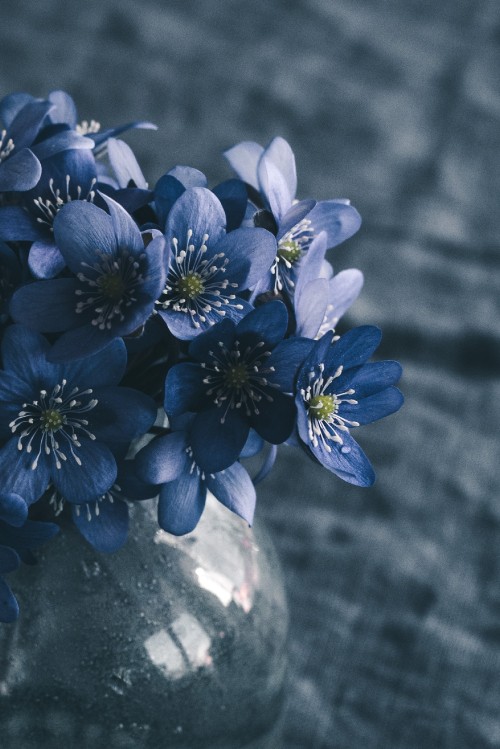 Image purple flowers in tilt shift lens