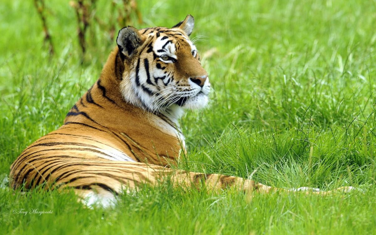 Brown and Black Tiger Lying on Green Grass During Daytime. Wallpaper in 1920x1200 Resolution
