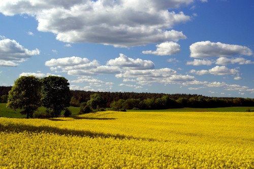 Image green grass field under white clouds and blue sky during daytime