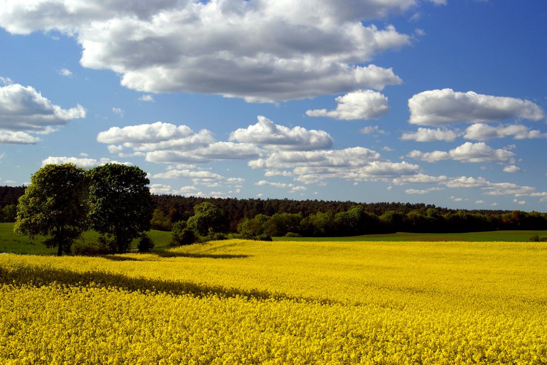 green grass field under white clouds and blue sky during daytime