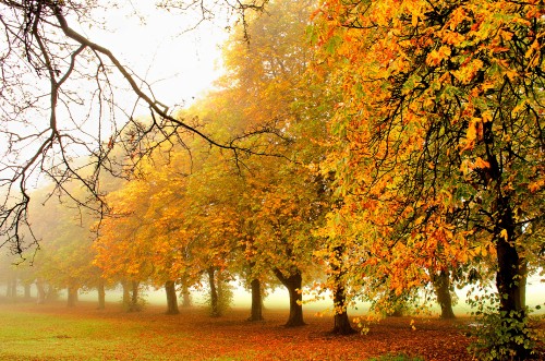 Image brown and yellow leaf trees