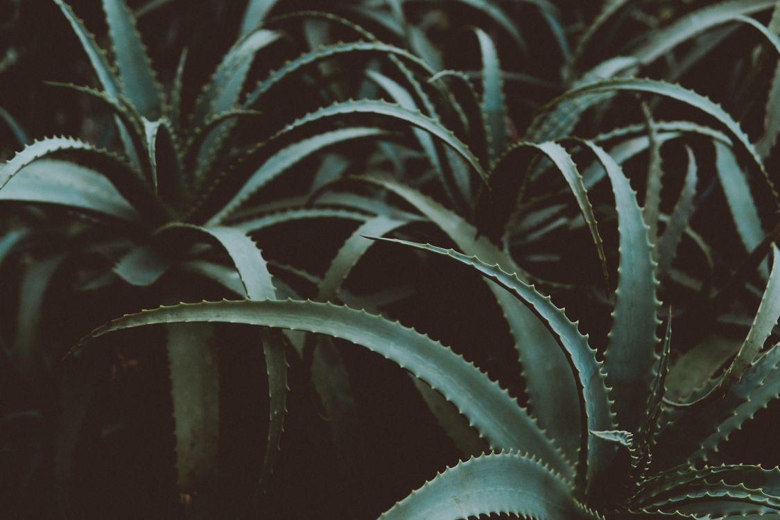Grüne Und Weiße Pflanze im Schwarzen Topf. Wallpaper in 6000x4000 Resolution