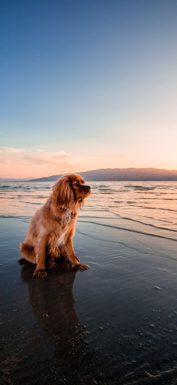 Chow Chow, Cavalier King Charles Spaniel, Cocker Spaniel Inglés, Gato, Labrador. Wallpaper in 1080x2340 Resolution